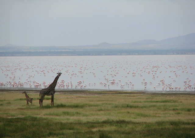 Giraffes and Flamingos at Lake Manyara. The pink flamingo carpet on Lake Manyara was great entertainment for curious giraffes and safari goers.